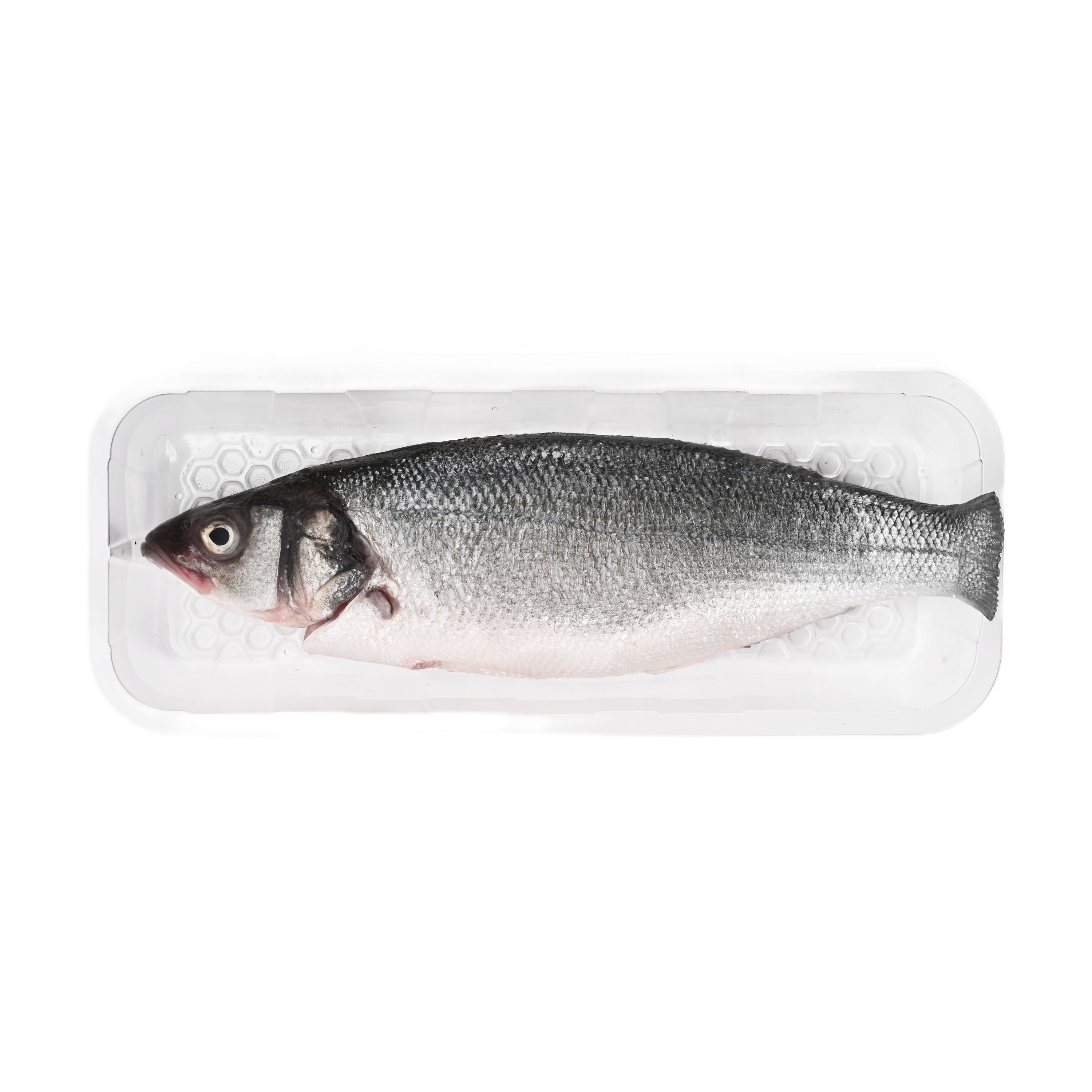 Sea Bass Cleaned